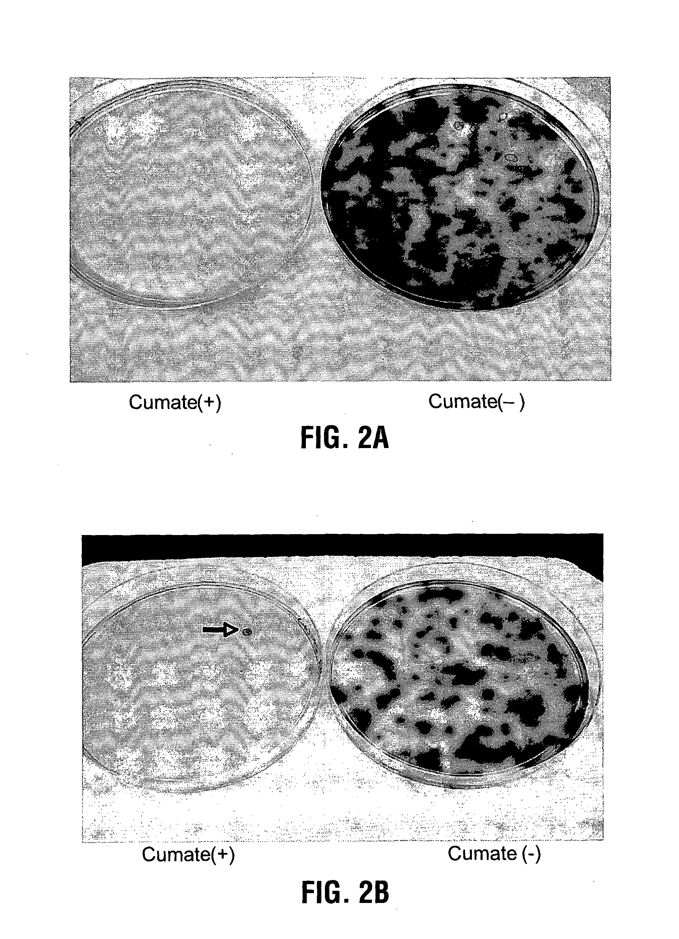 Expression System, Components Thereof and Methods of Use