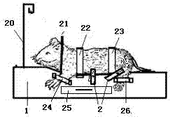 Pressure-adjustable A-shaped clip pressure sore molding animal experiment device