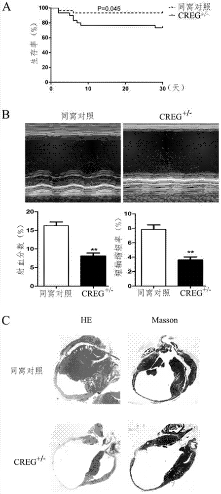 Medical use of creg protein for preventing or treating myocardial infarction