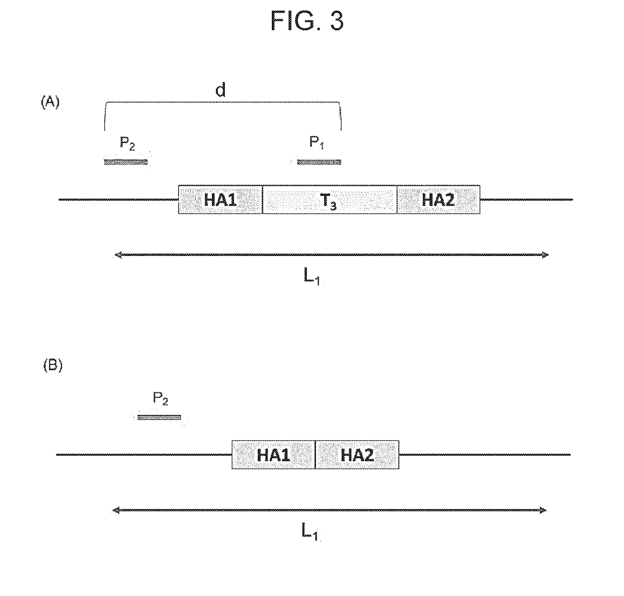 Method for modifying target site in genome of eukaryotic cell, and method for detecting presence or absence of nucleic acid sequence to be detected at target site