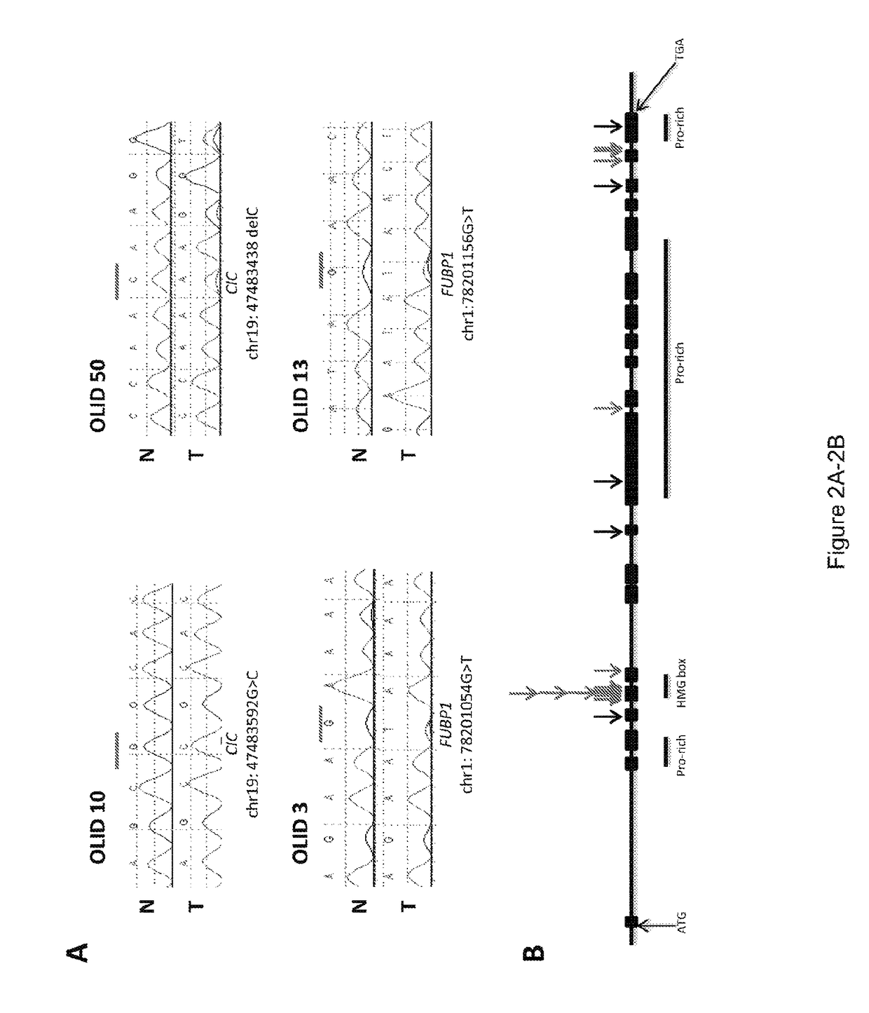 Oligodendroglioma drive genes