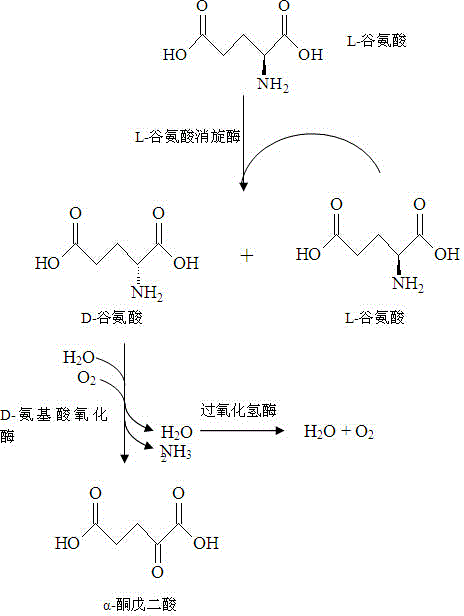 Method for producing alpha-ketoglutaric acid by virtue of enzymic method