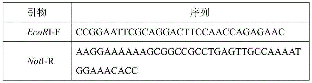 Recombinant pichia pastoris capable of expressing keratinase and application of recombinant pichia pastoris