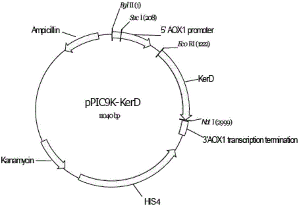 Recombinant pichia pastoris capable of expressing keratinase and application of recombinant pichia pastoris