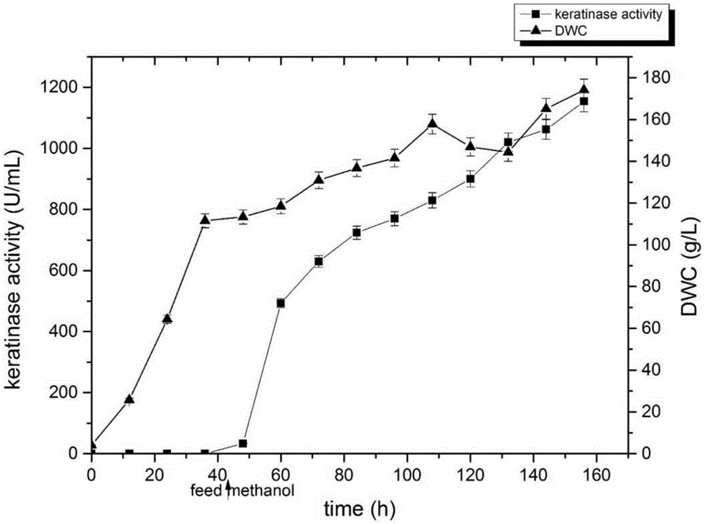 Recombinant pichia pastoris capable of expressing keratinase and application of recombinant pichia pastoris