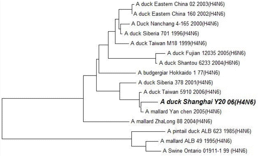 Duck-sourced H4N6 subtype avian influenza virus strain and application thereof