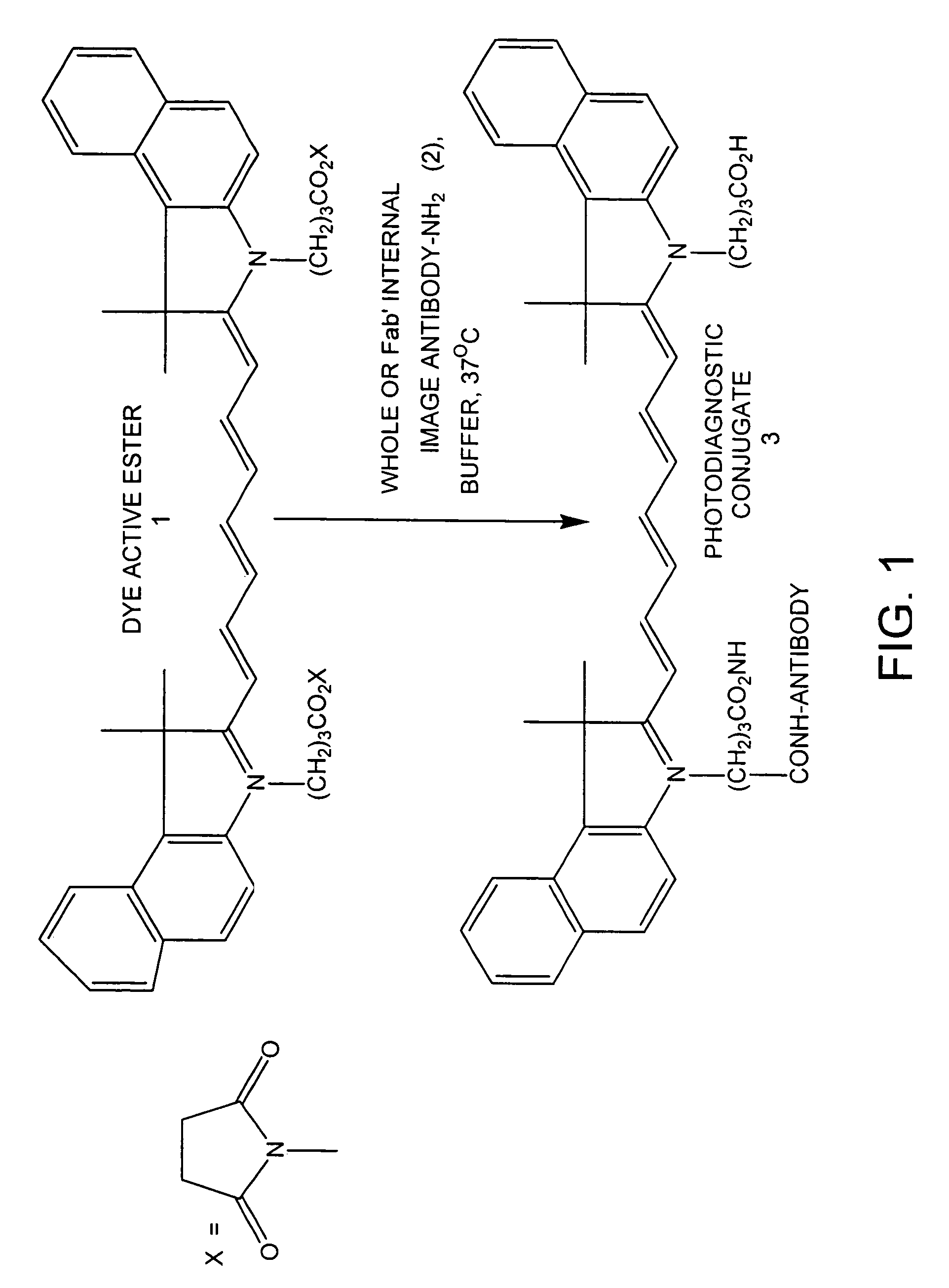 Internal image antibodies for optical imaging and therapy