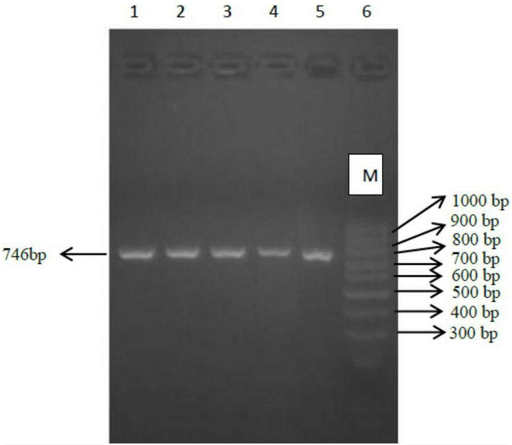 Molecular cloning and application of glp2r gene fragment related to pork quality traits