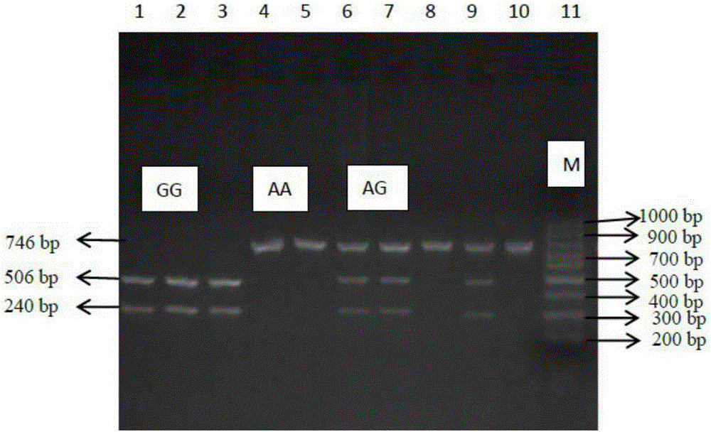 Molecular cloning and application of glp2r gene fragment related to pork quality traits