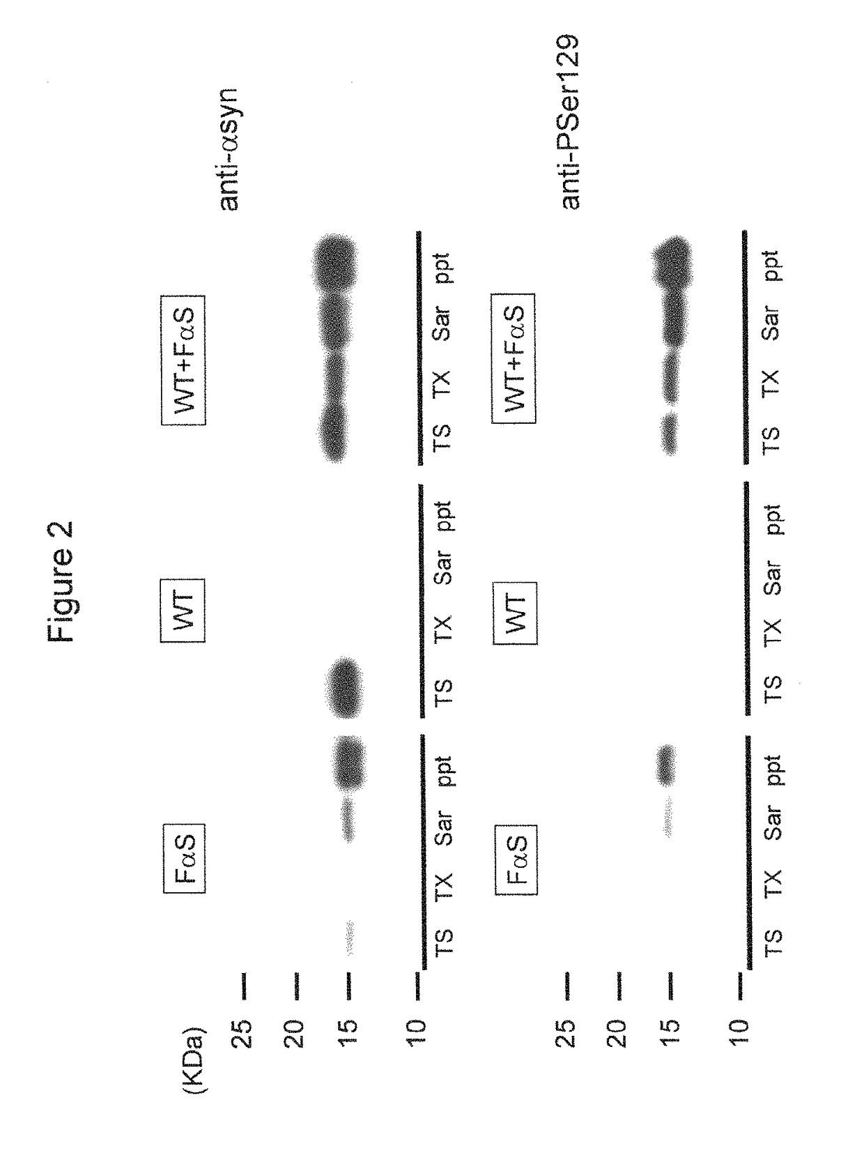 Cell into which protein, which can serve as polymerization nucleus of protein polymer, or polymer thereof is introduced, and method for production of the cell