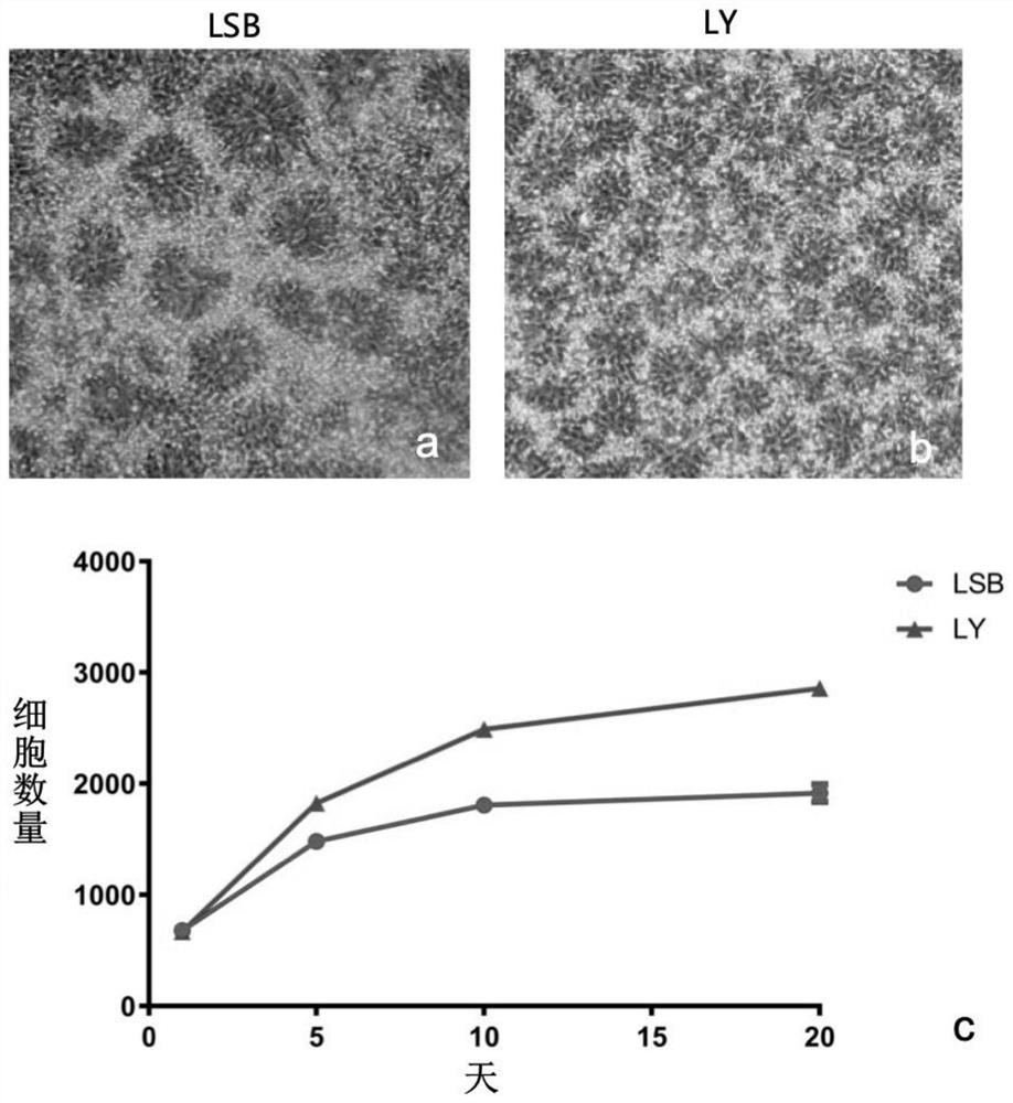 Neural stem cell induced differentiation culture medium and induced differentiation method