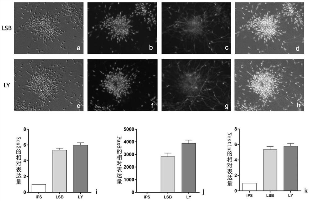 Neural stem cell induced differentiation culture medium and induced differentiation method