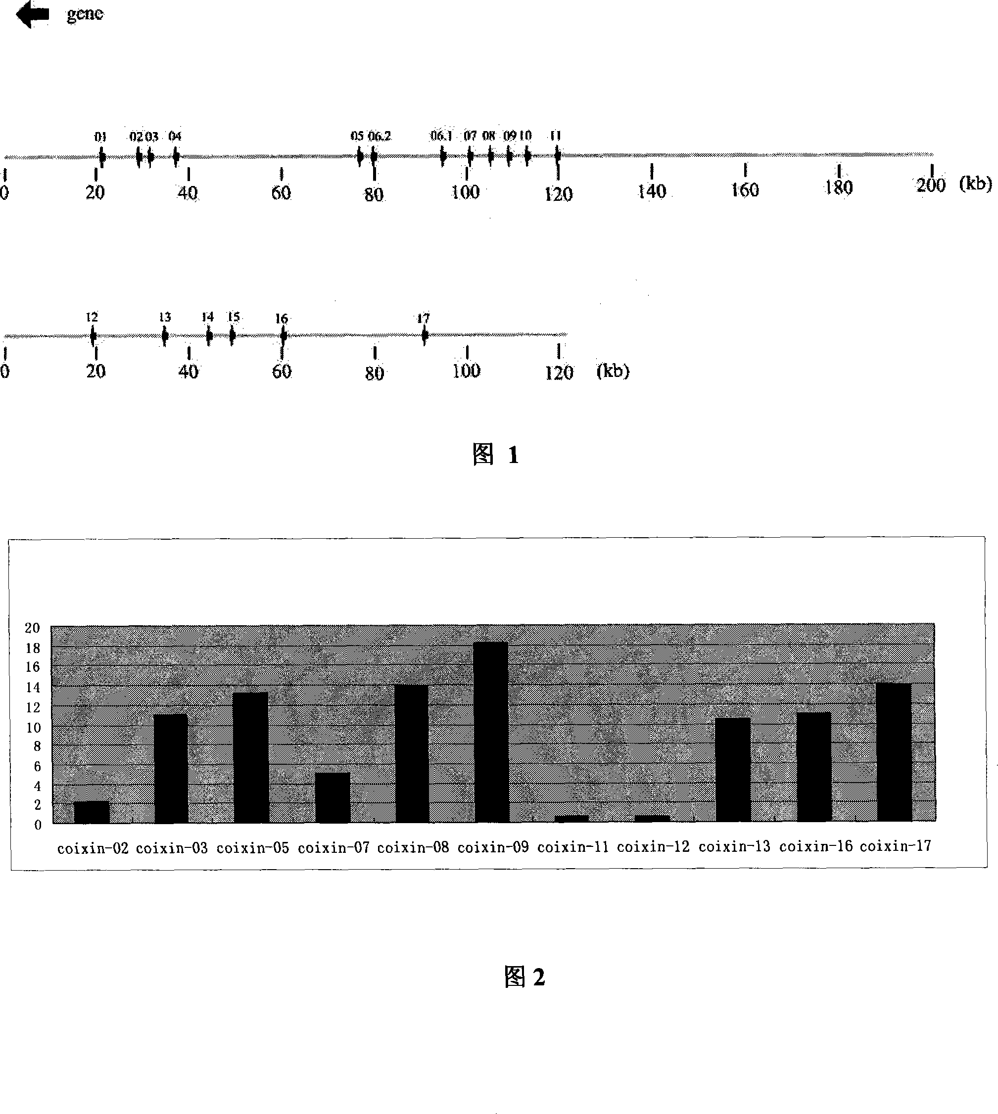 Coix lacryma-jobi gliadin alpha-coixin gene, its coding gene and application