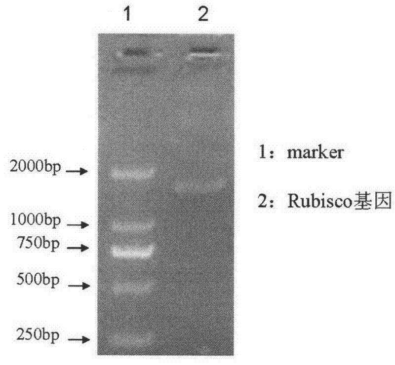 Reagent for removing nonspecific hybridization of western blot