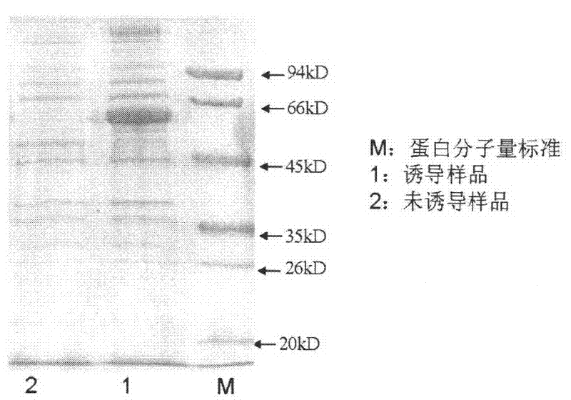 Reagent for removing nonspecific hybridization of western blot