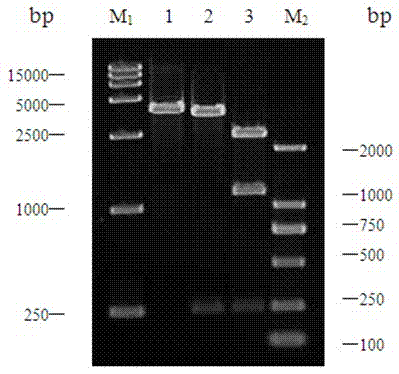 Separated polypeptide and application thereof