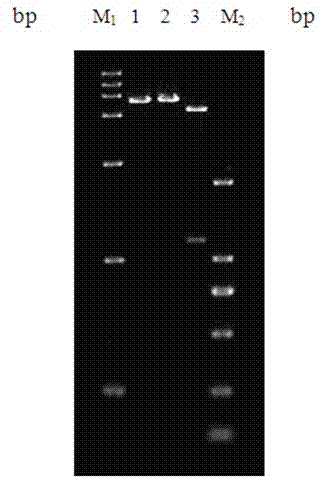Separated polypeptide and application thereof