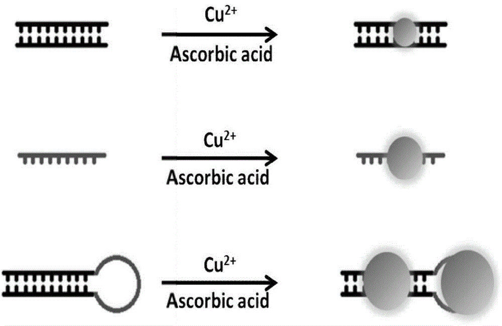 Hairpin DNA template of fluorescent nano copper clusters, and applications thereof