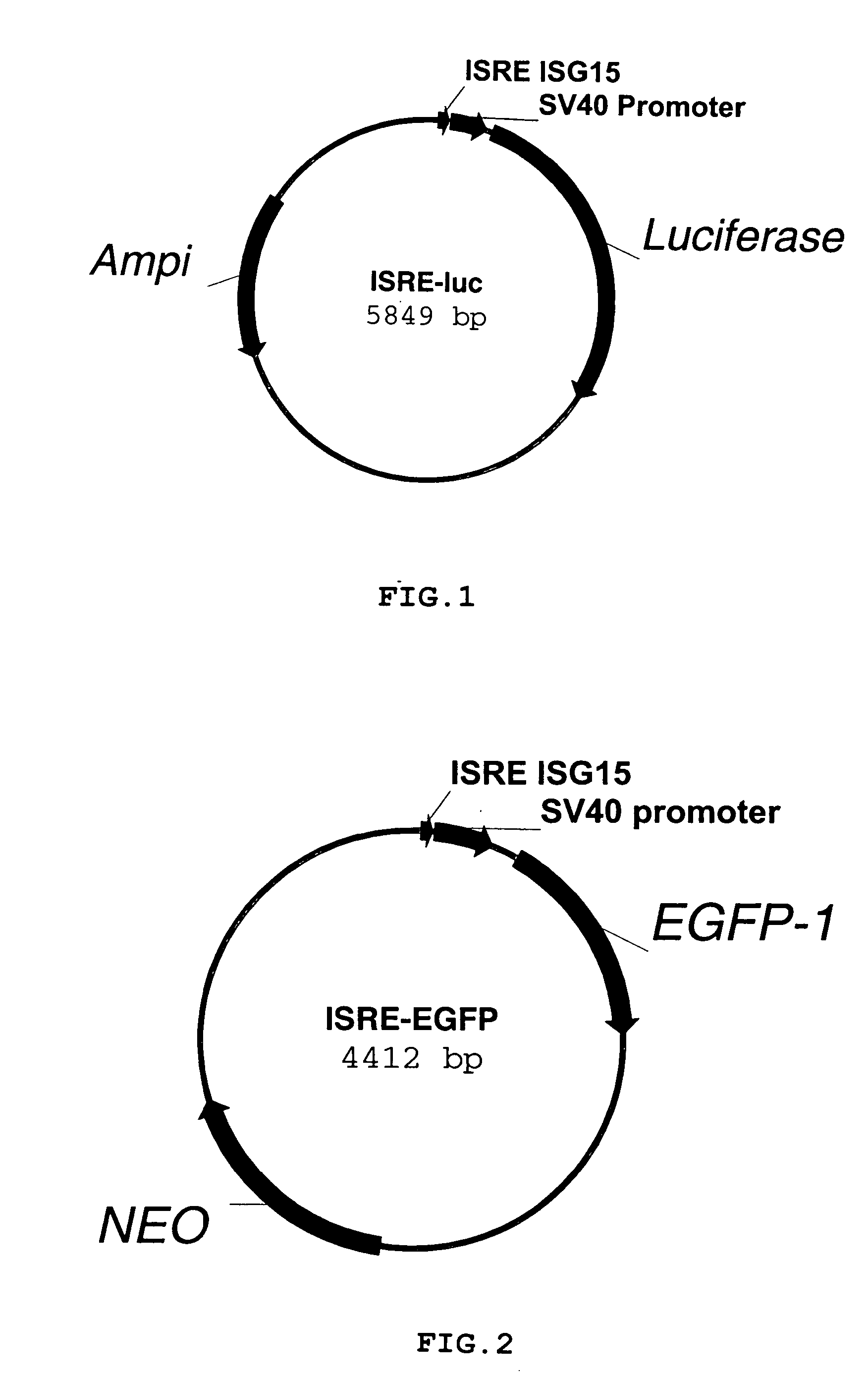 Gene reporter assay, kit, and cells for determining the presence and/or the level of a molecule that activates signal transduction activity of a cell surface protein