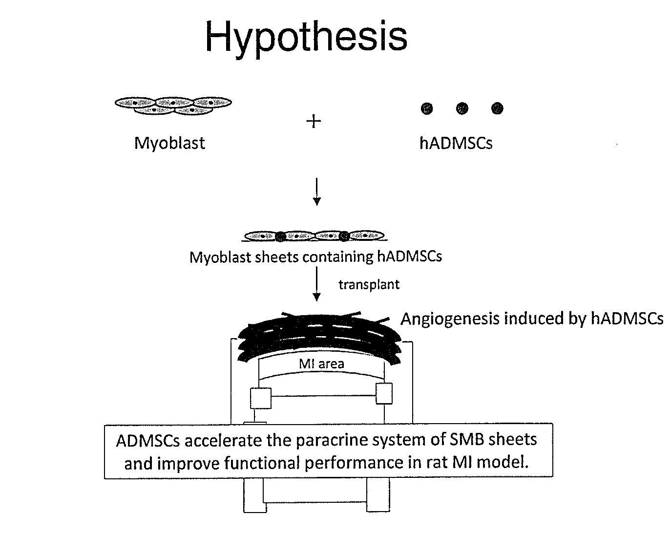 Cell sheet for myocardial regeneration, method of producing the same, and method of using the same