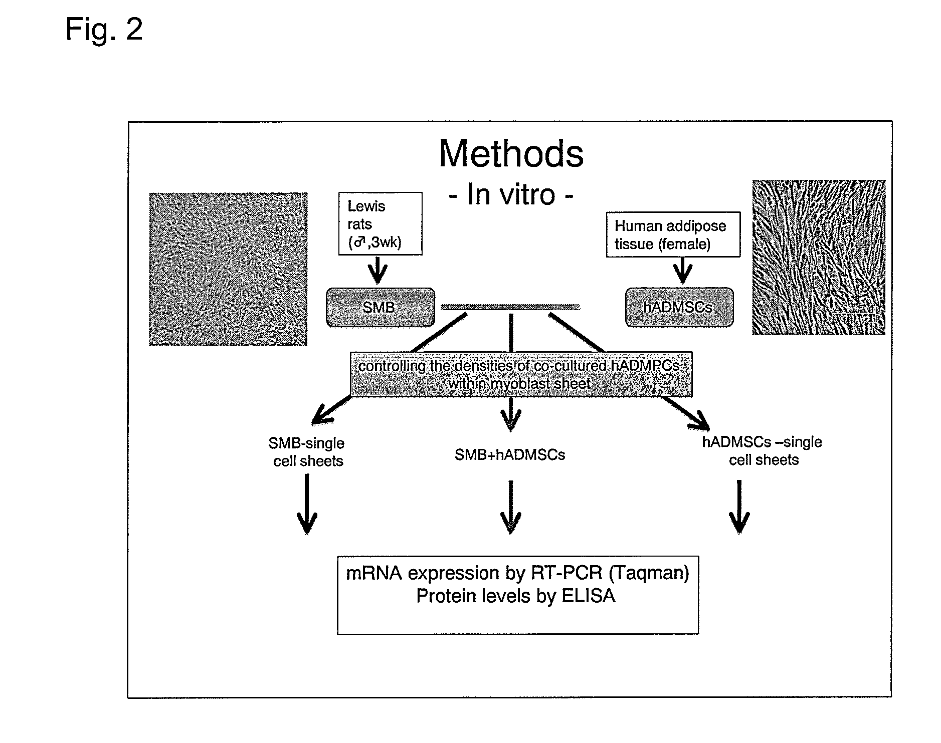 Cell sheet for myocardial regeneration, method of producing the same, and method of using the same