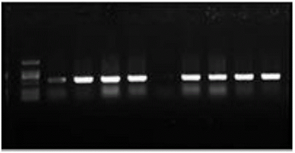 Promoter for regulating and controlling expression of gene in glandular trichomes and application of promoter