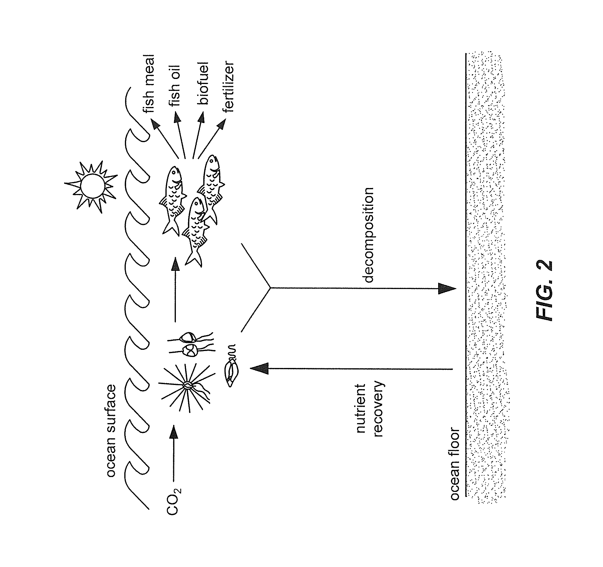 Deep water nutrient recovery system