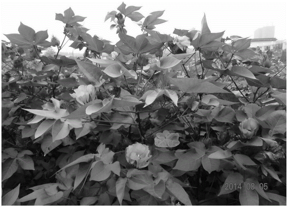 Ornamental cotton hybrid seed production method