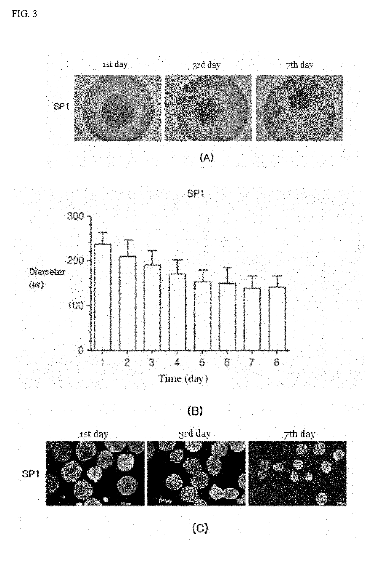 Method for culturing differentiation-promoting and -sustaining spheroid form of tonsil-derived stem cells