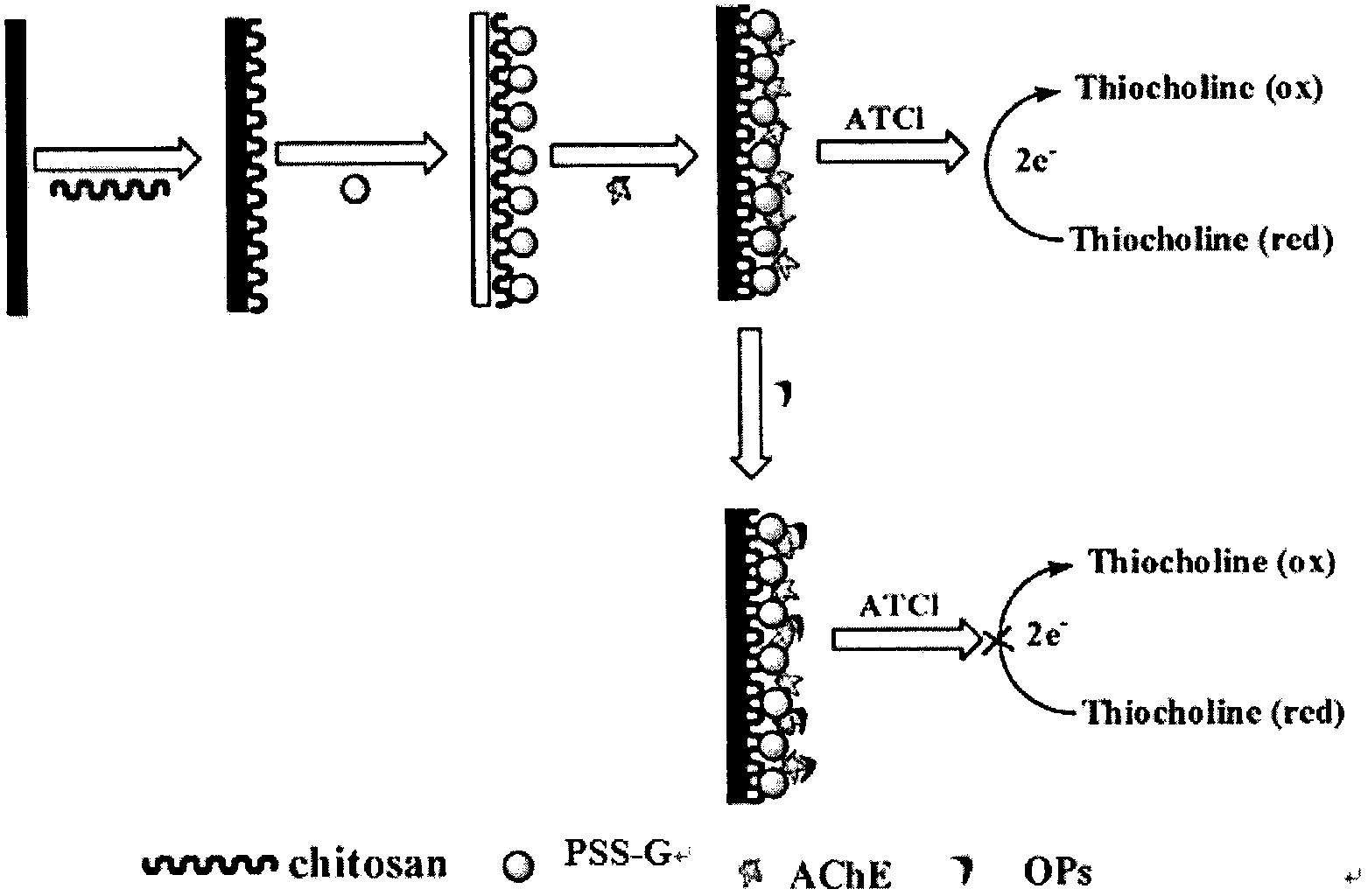 Parathion-methyl electrochemical biosensor based on sulfonic functionalized grapheme-chitosan