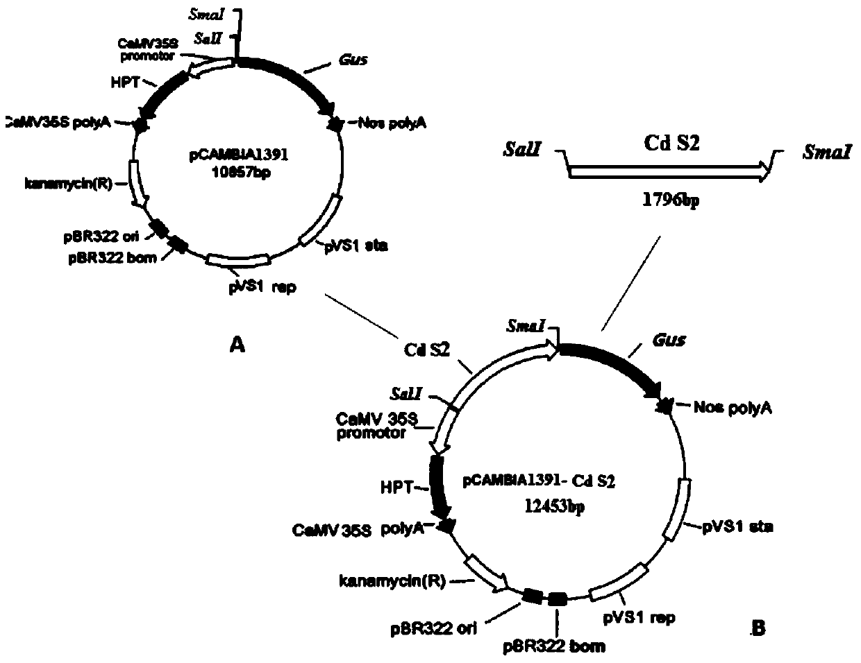 Cadmium strongly inducible promoter cds2 and its application