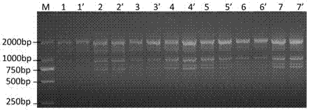 Screening and application of specific primers for scot-PCR of Ustilago cane whip