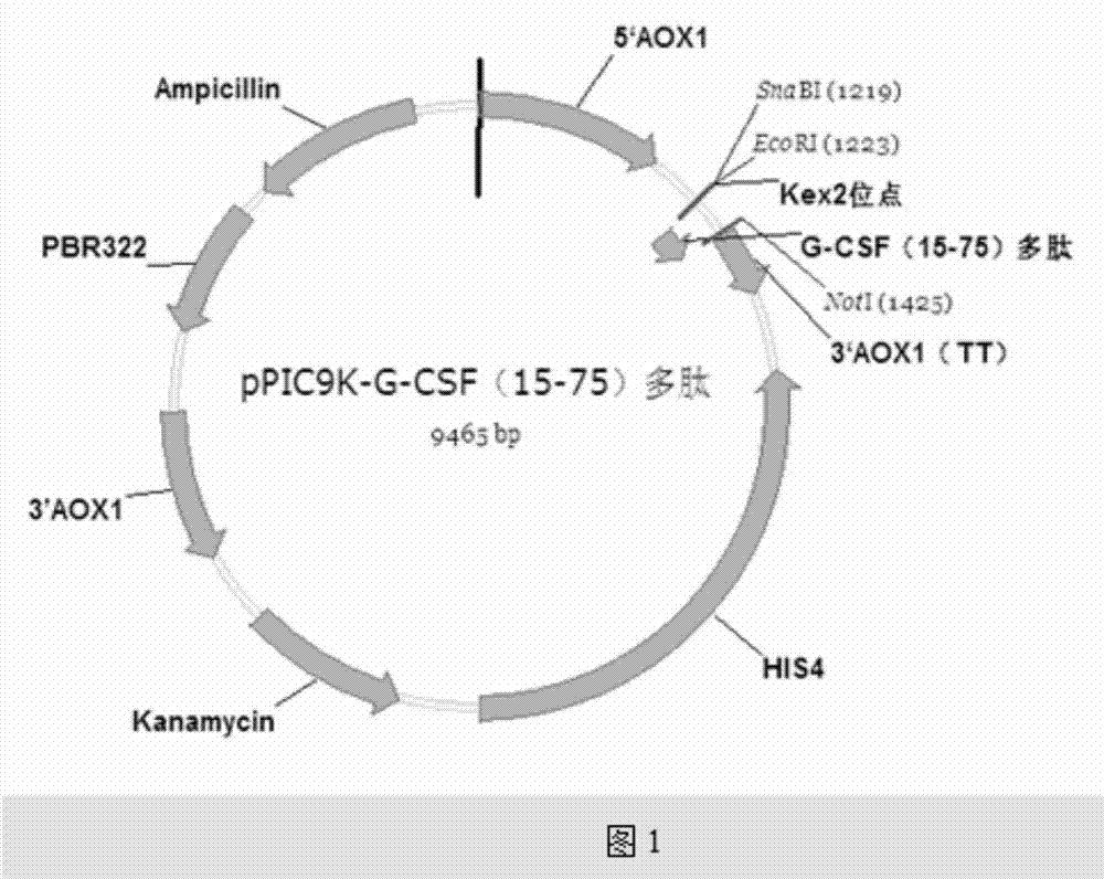 Construction and expression method of recombinant G-CSF (15-75) polypeptide vector