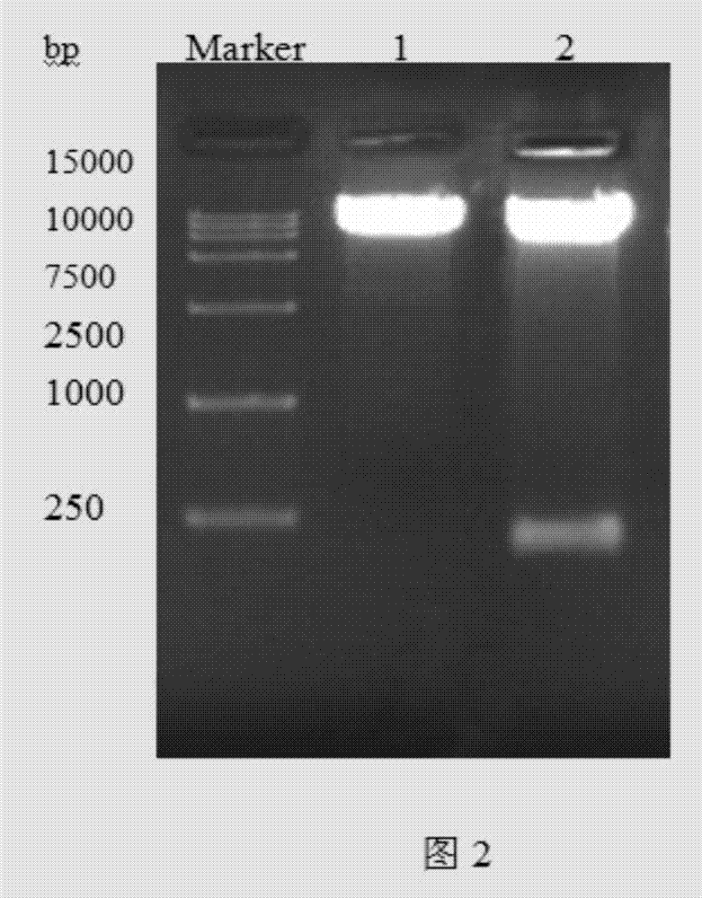 Construction and expression method of recombinant G-CSF (15-75) polypeptide vector