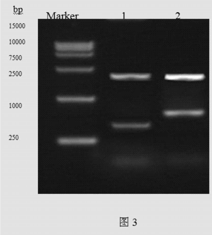 Construction and expression method of recombinant G-CSF (15-75) polypeptide vector