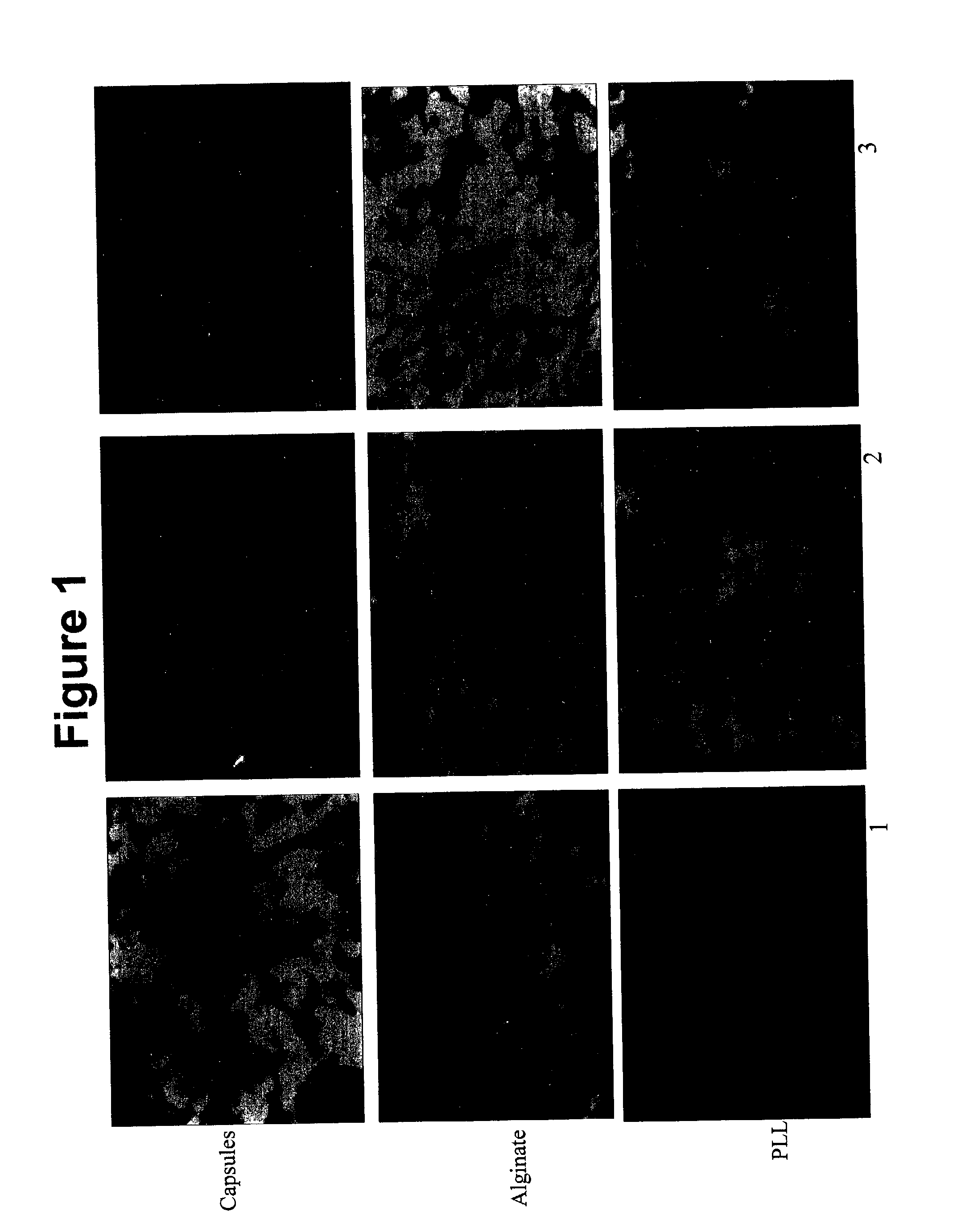 Oral administration of therapeutic agent coupled to transporting agent