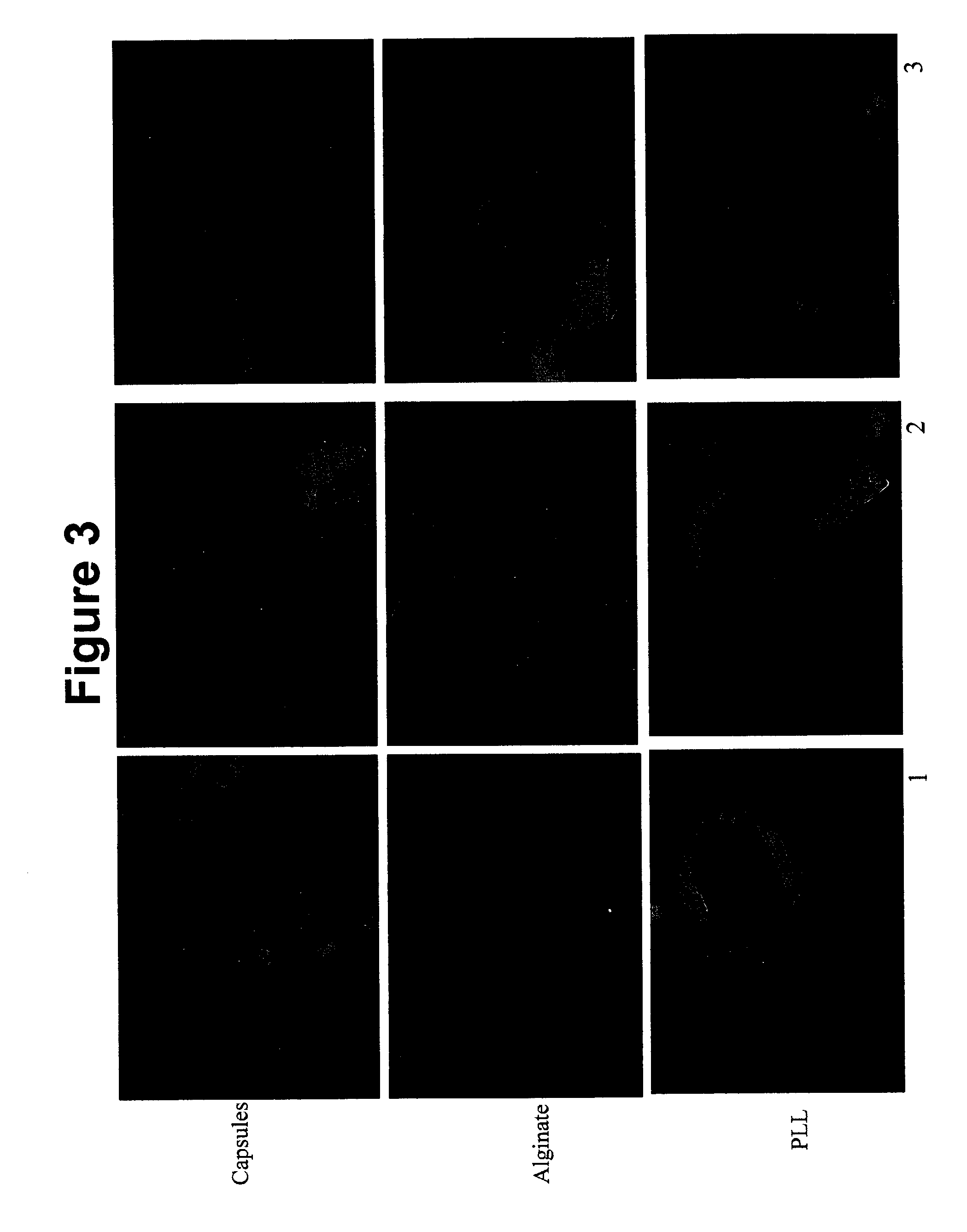 Oral administration of therapeutic agent coupled to transporting agent