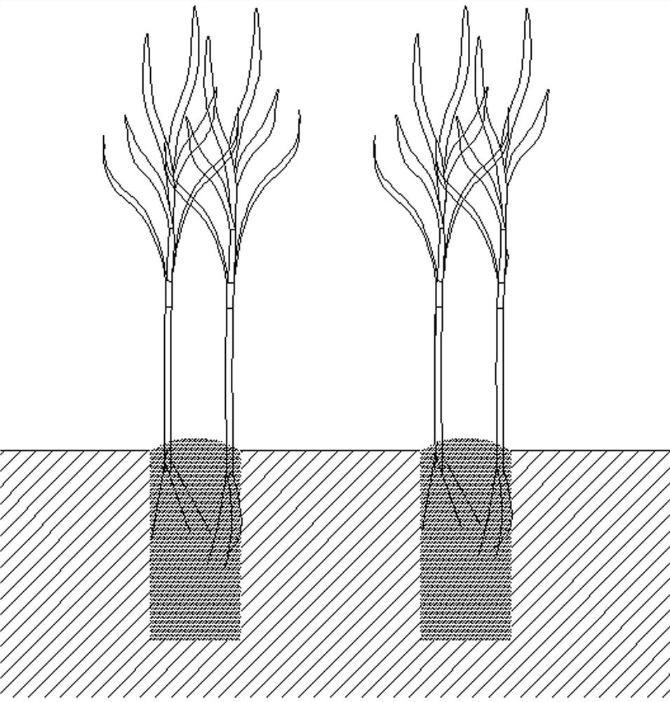 A kind of drought-resistant sugarcane powder ridge tillage planting method