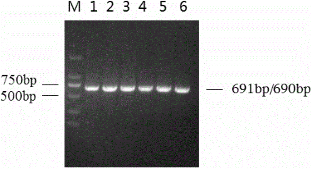 Genetic marker for porcine litter size character and application of genetic marker