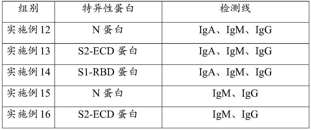 Novel coronavirus detection reagent strip and novel coronavirus detection kit comprising same