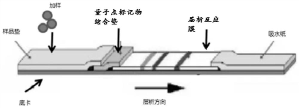 Novel coronavirus detection reagent strip and novel coronavirus detection kit comprising same