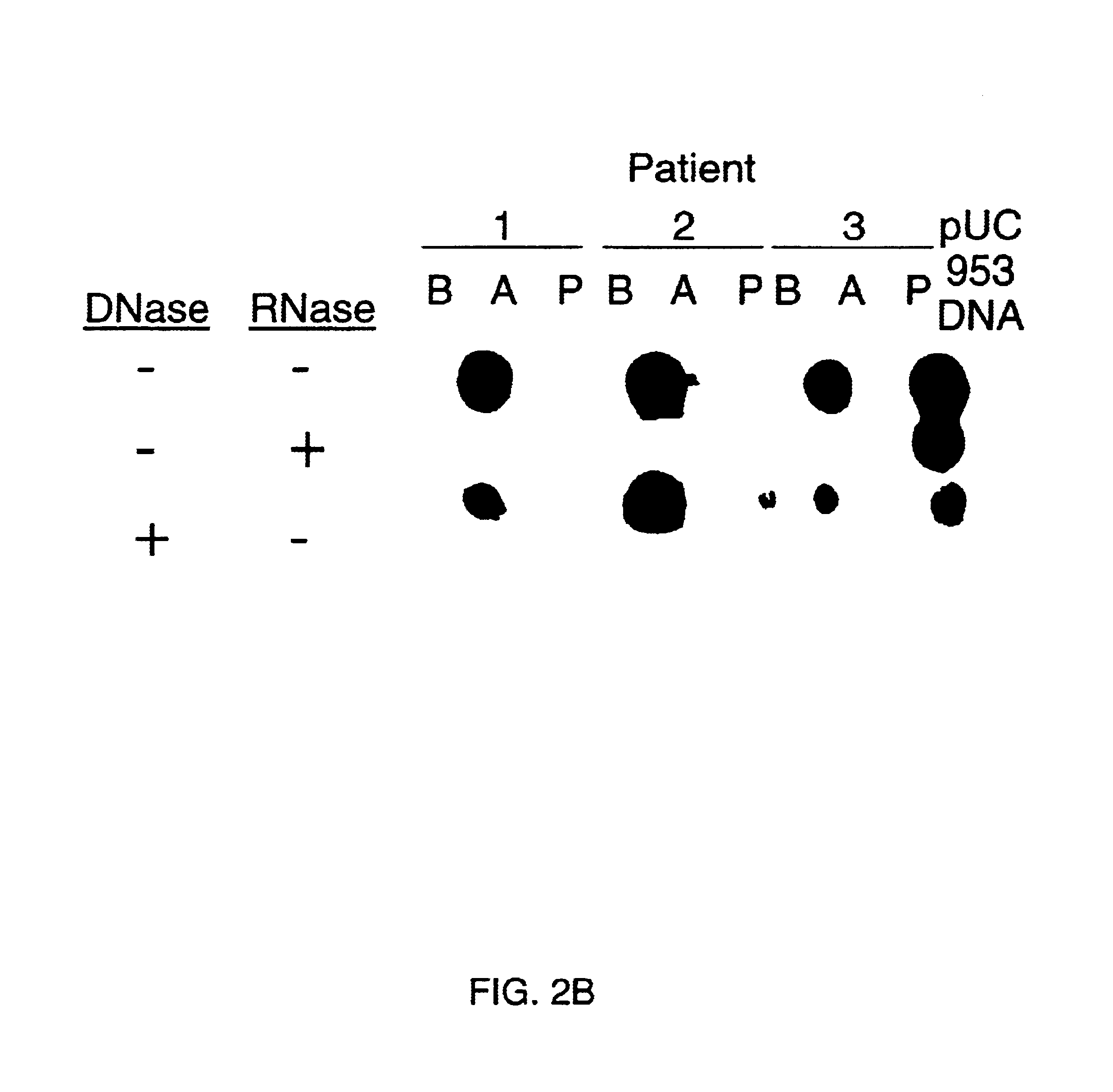Methods and reagents to detect and characterize norwalk and related viruses