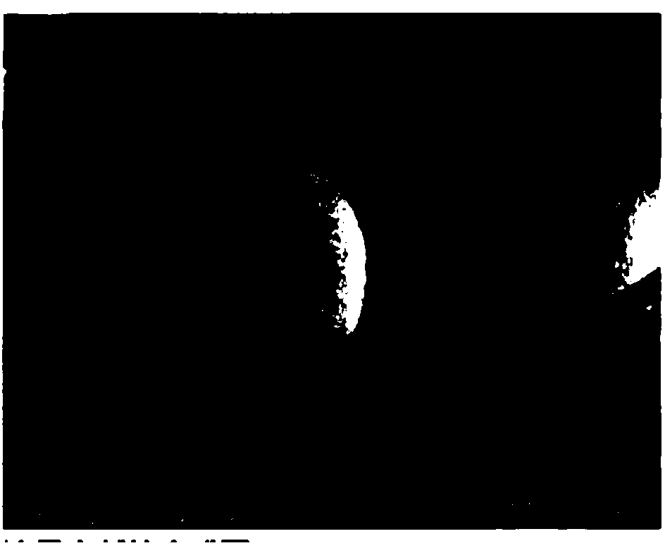 Calcium carbonate hollow microsphere and preparation method thereof