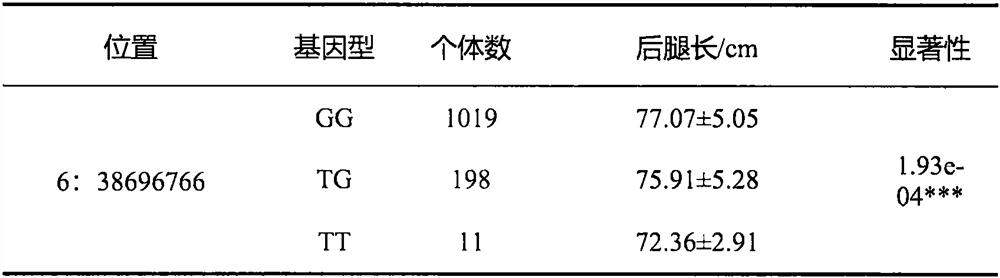 SNP loci related to hind leg length on chromosome 6 of meat Simmental cattle and its application