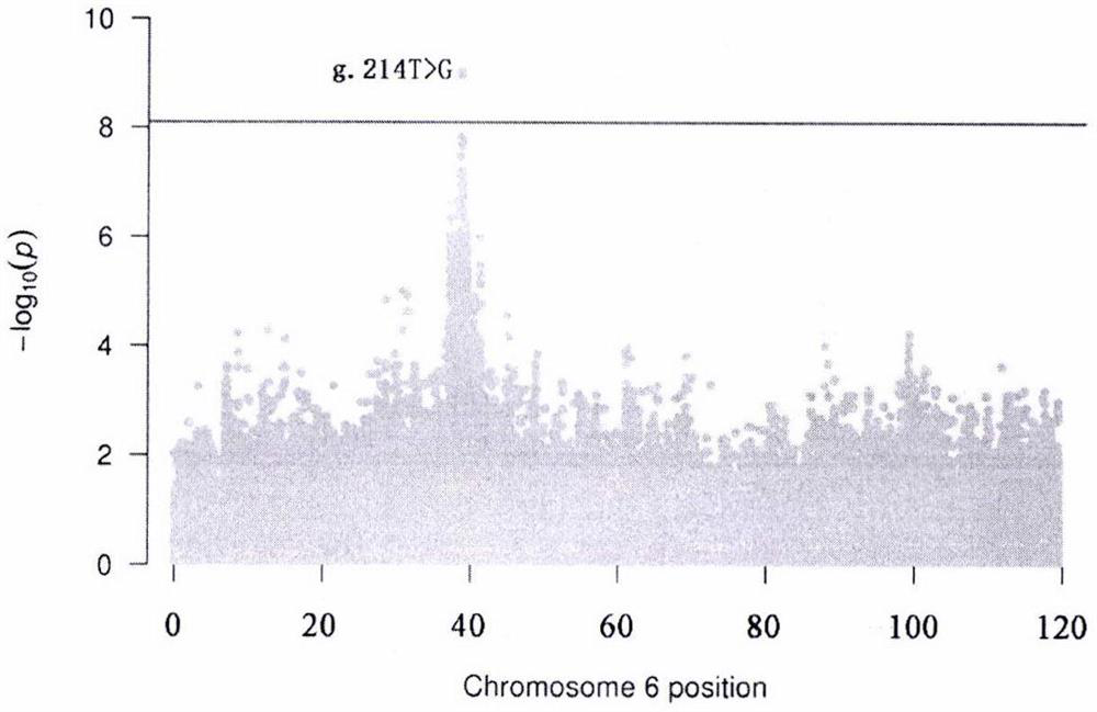 SNP loci related to hind leg length on chromosome 6 of meat Simmental cattle and its application