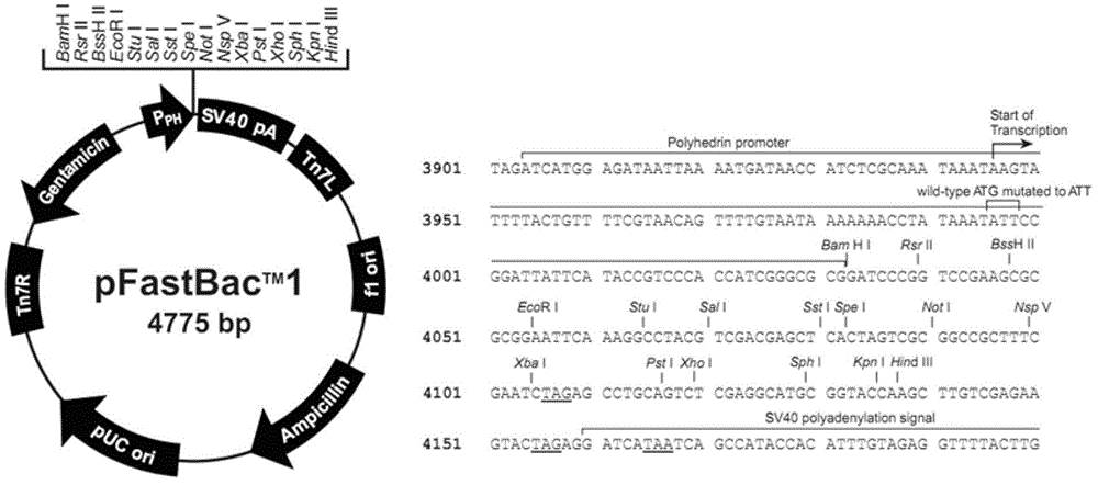 Methods of Expressing Polypeptides