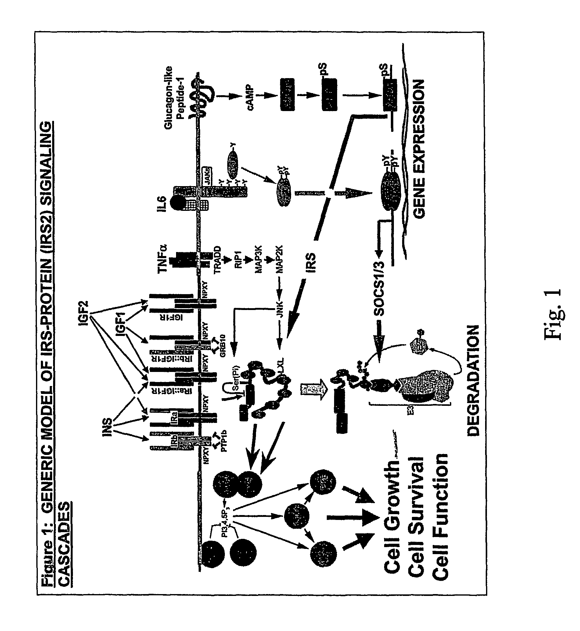 Method of screening activators and/or inhibitors of insulin receptor substrate 2