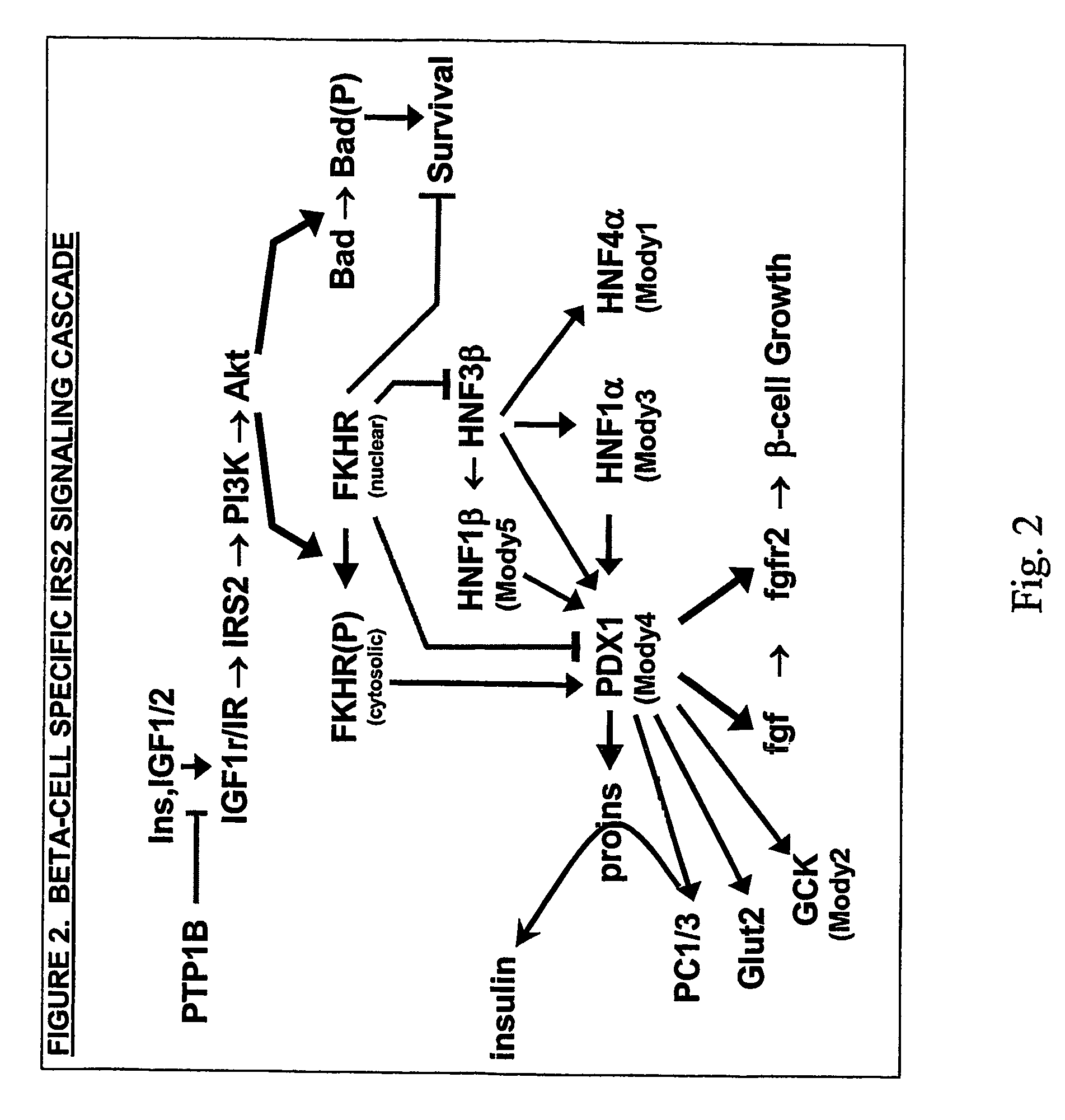 Method of screening activators and/or inhibitors of insulin receptor substrate 2