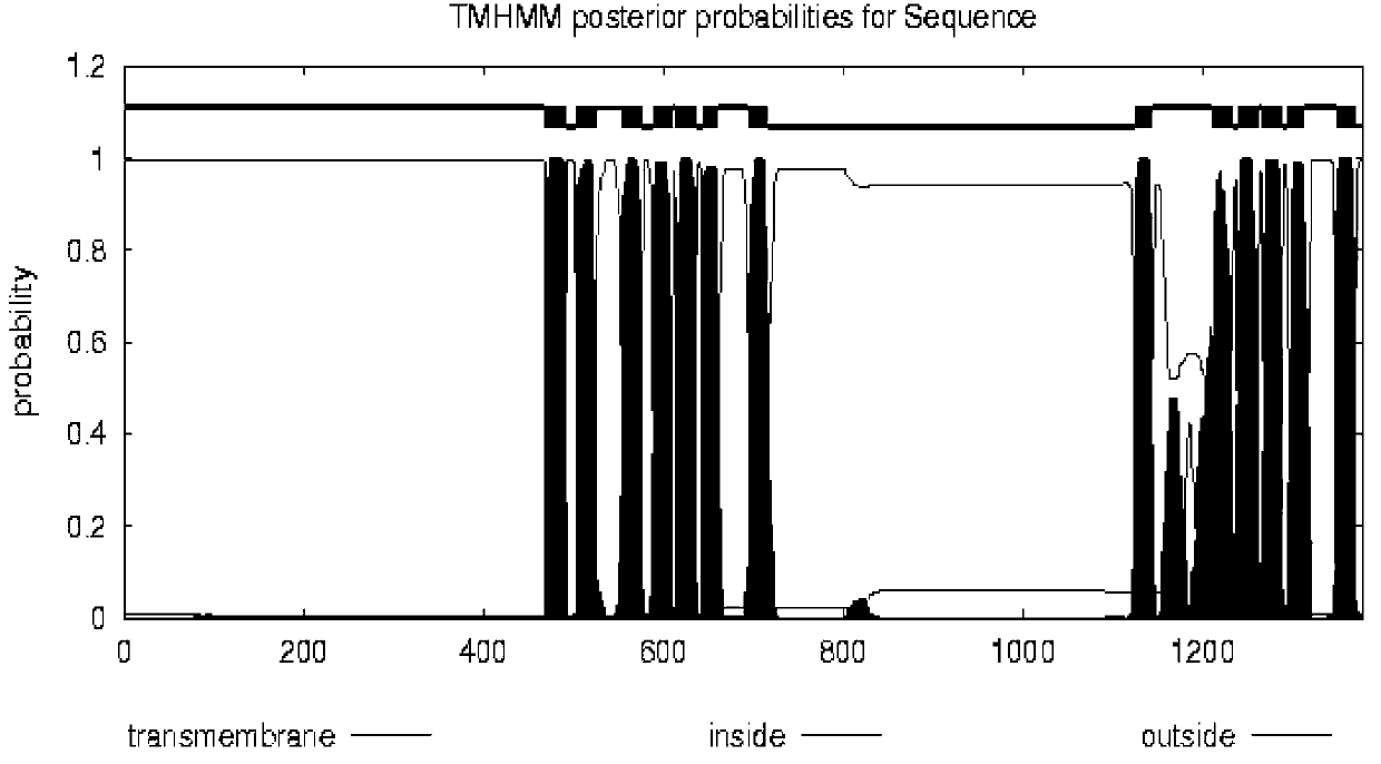 PgPDR3 gene and application of encoding protein of PgPDR3 gene in regulating transport and accumulation of ginsenosides