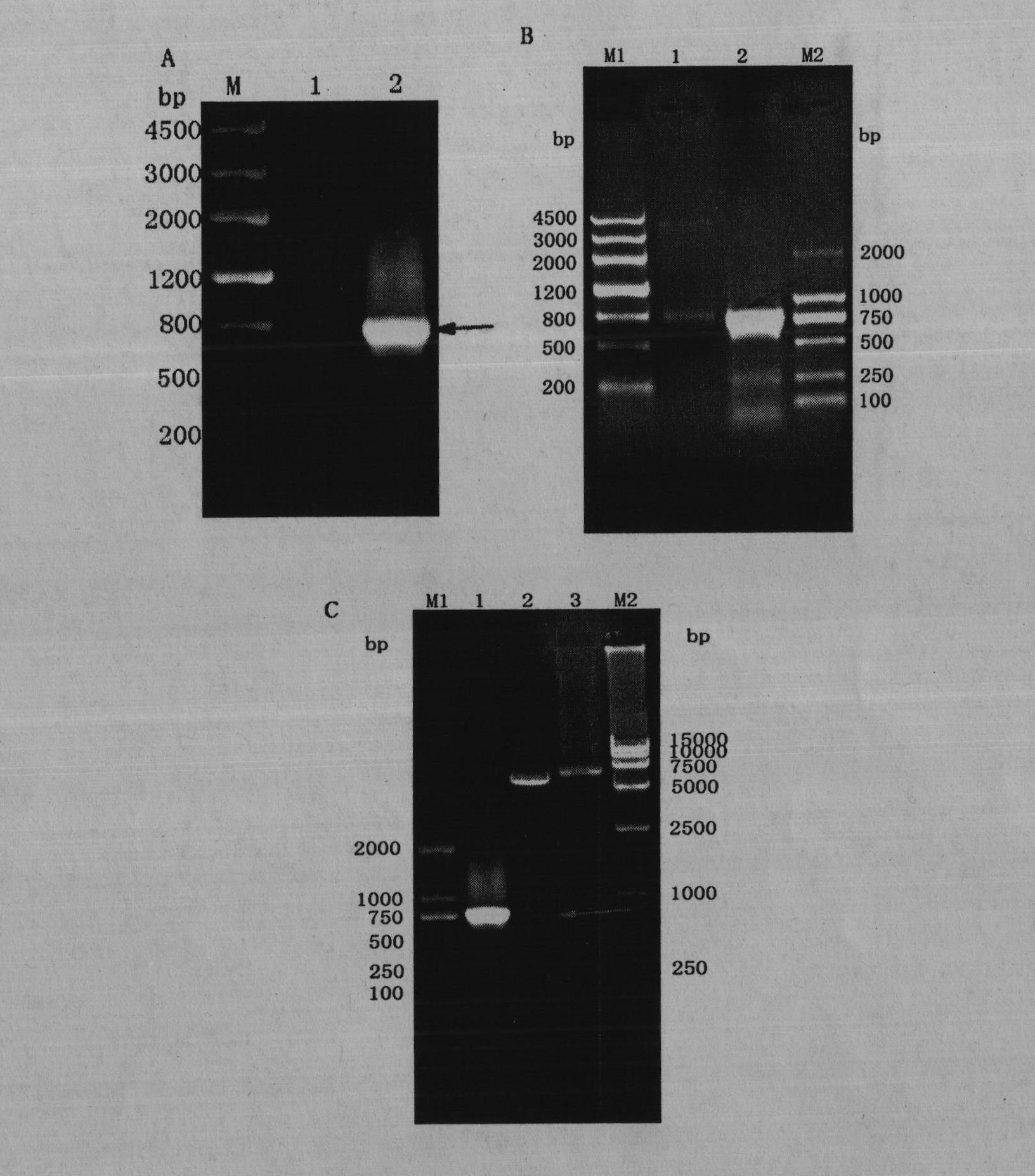 UL55 recombinant prokaryotic expression protein for detecting DPV antibody and preparation method thereof